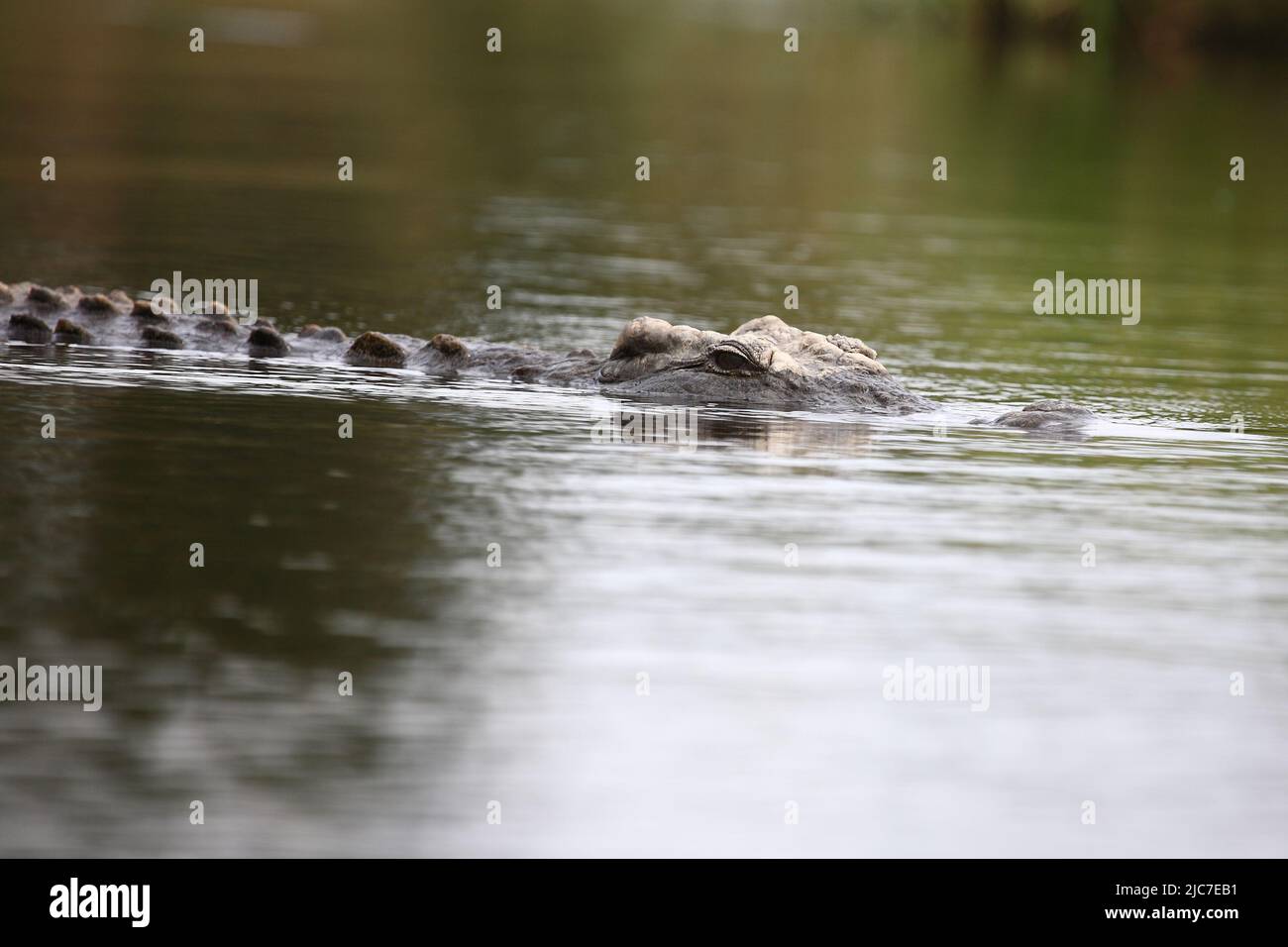 Nilkrokodil / Nile crocodile / Crocodylus niloticus Stock Photo - Alamy