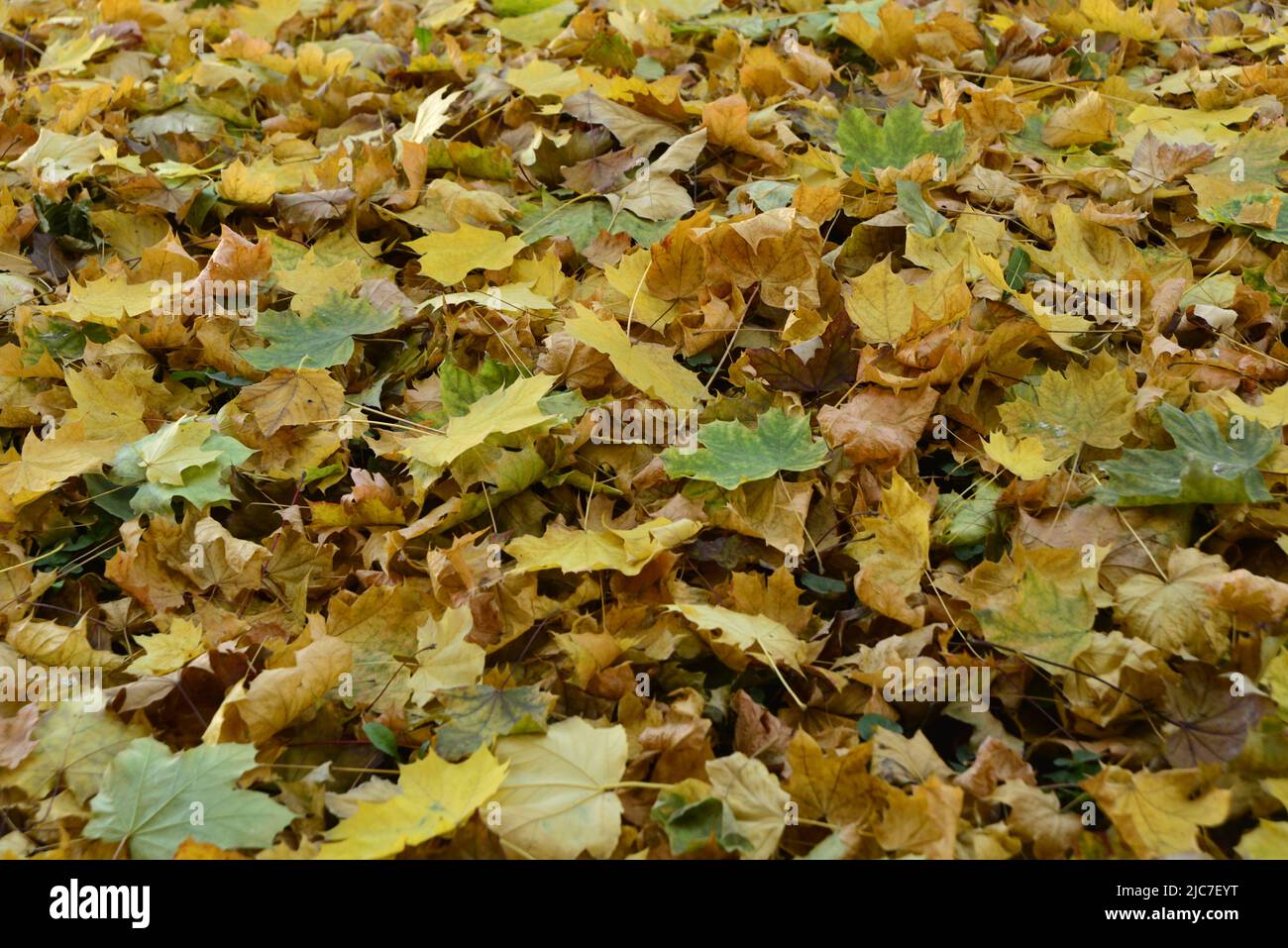 Dead leaves carpet hi-res stock photography and images - Alamy