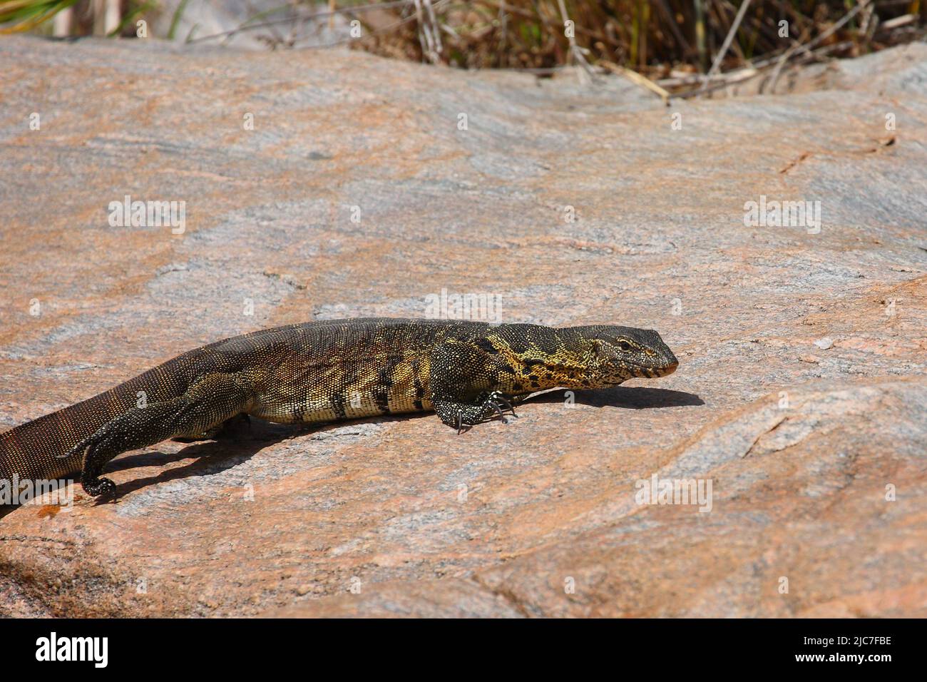 Nilwaran / Nile monitor / Varanus niloticus Stock Photo - Alamy