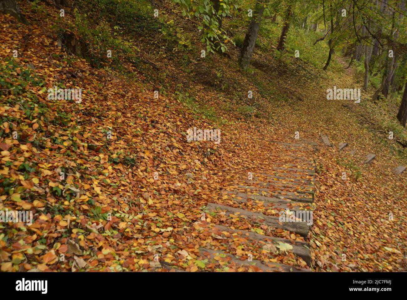 Dried autumn leaves in the forest around Sighisoara Stock Photo - Alamy