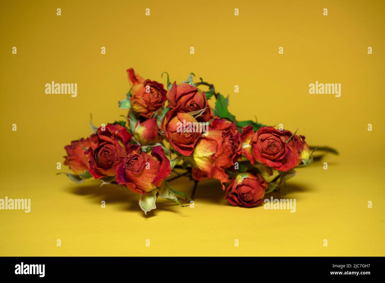 Rose of castile hires stock photography and images Alamy