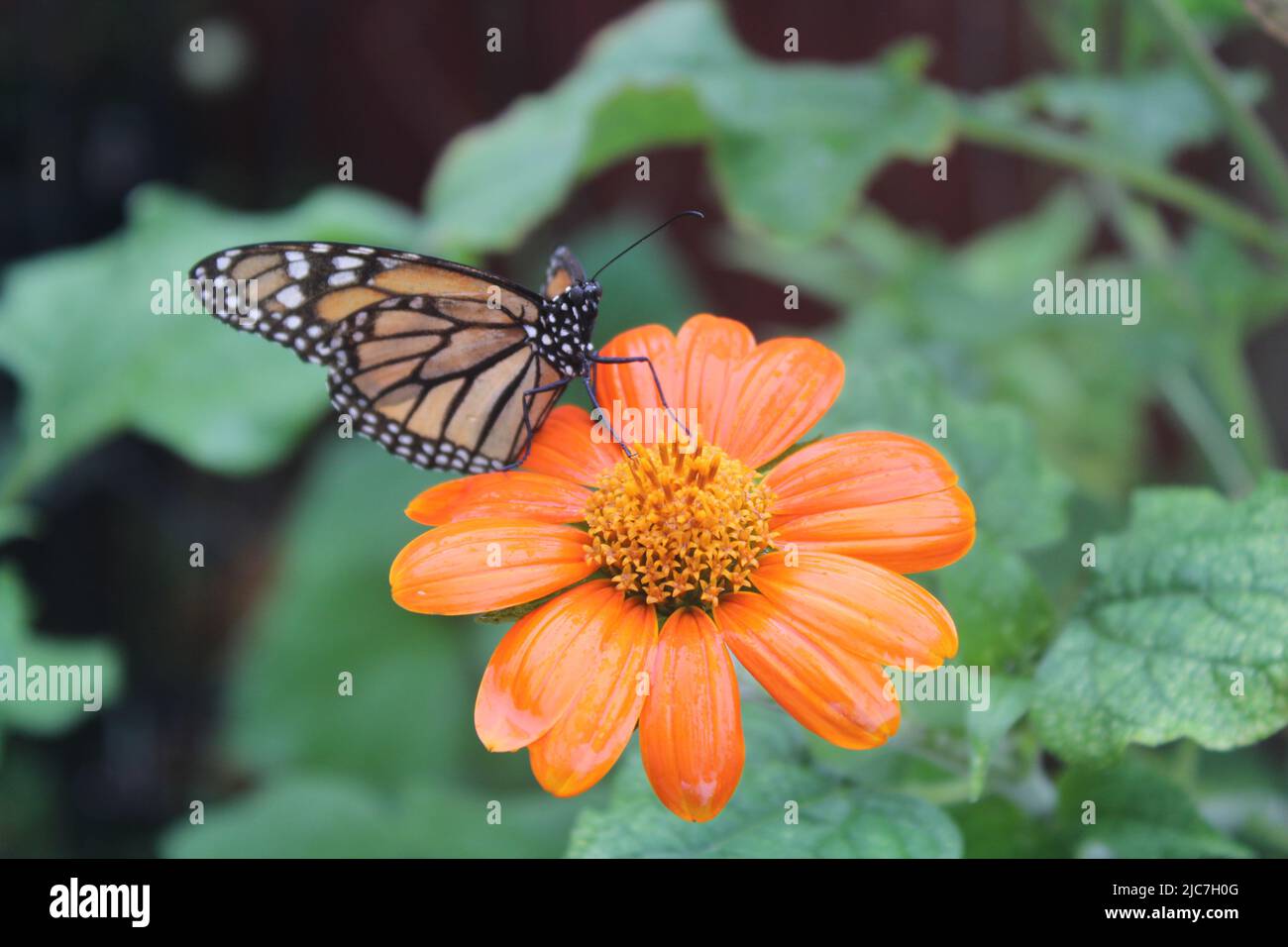 A Monarch butterfly rests on a Mexican Sunflower as it rains in Florida. Stock Photo