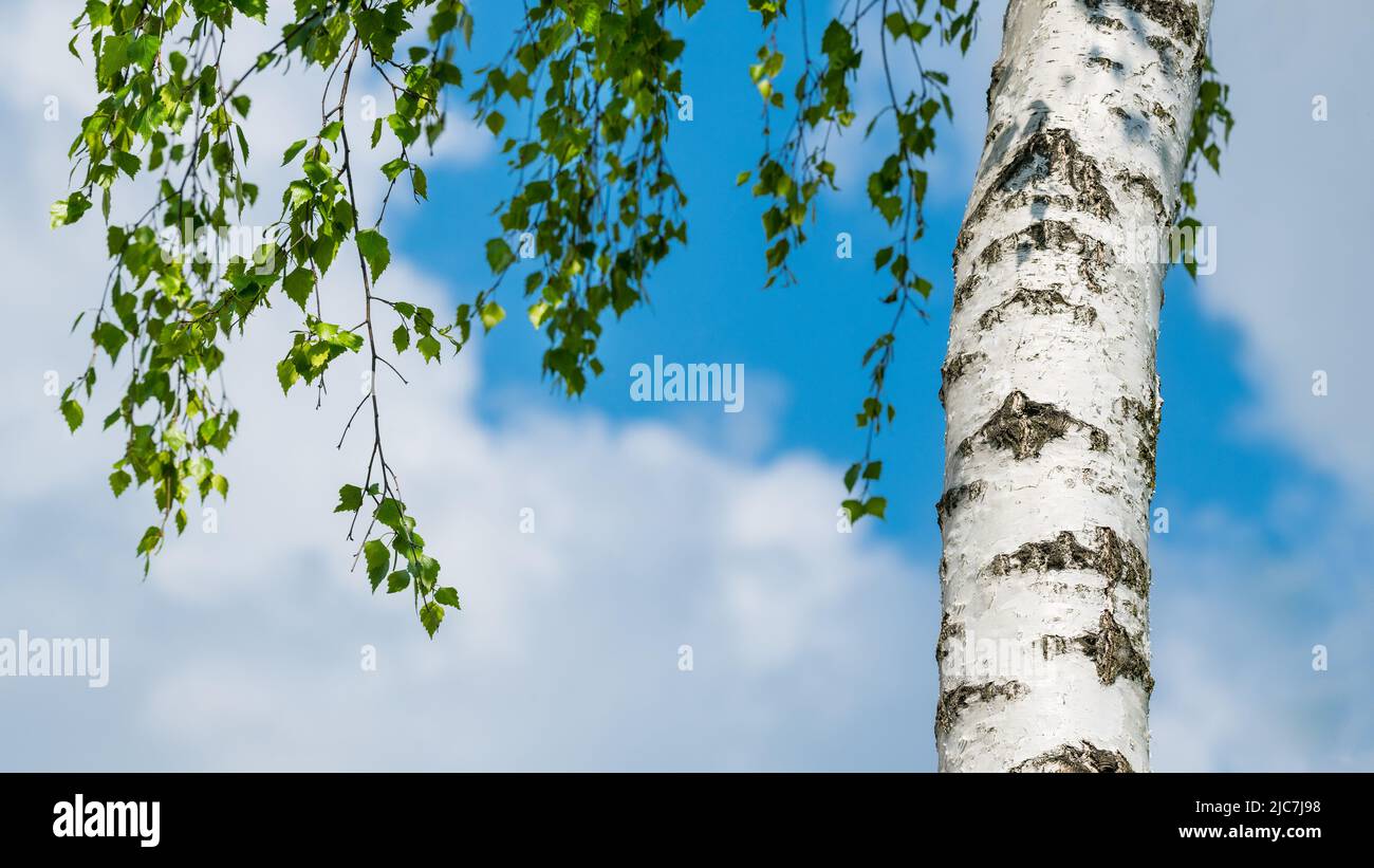 Closeup of silver birch tree trunk on blue sky background with clouds. Betula pendula. Beautiful white bark with black pattern and sunlit green leaves. Stock Photo