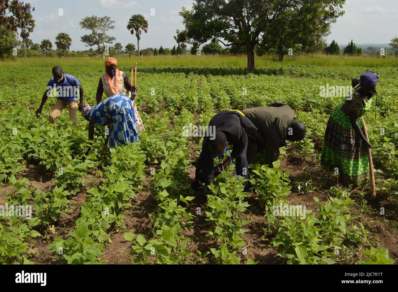 Beans Demo Field, Northern Uganda Gulu District Stock Photo