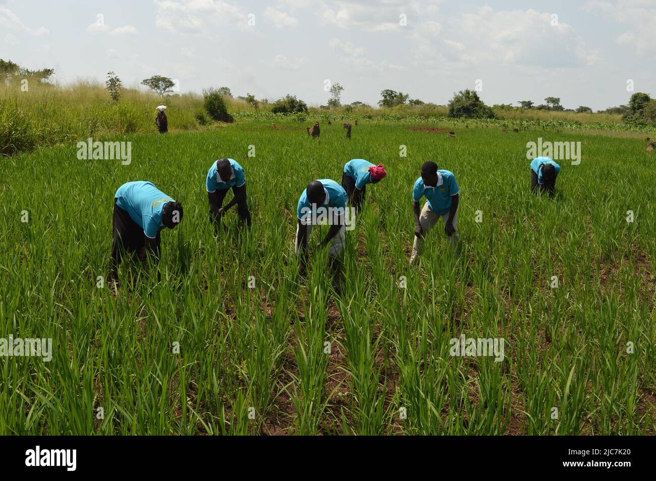 Rice Demo Garden Northern Uganda Gulu District Stock Photo