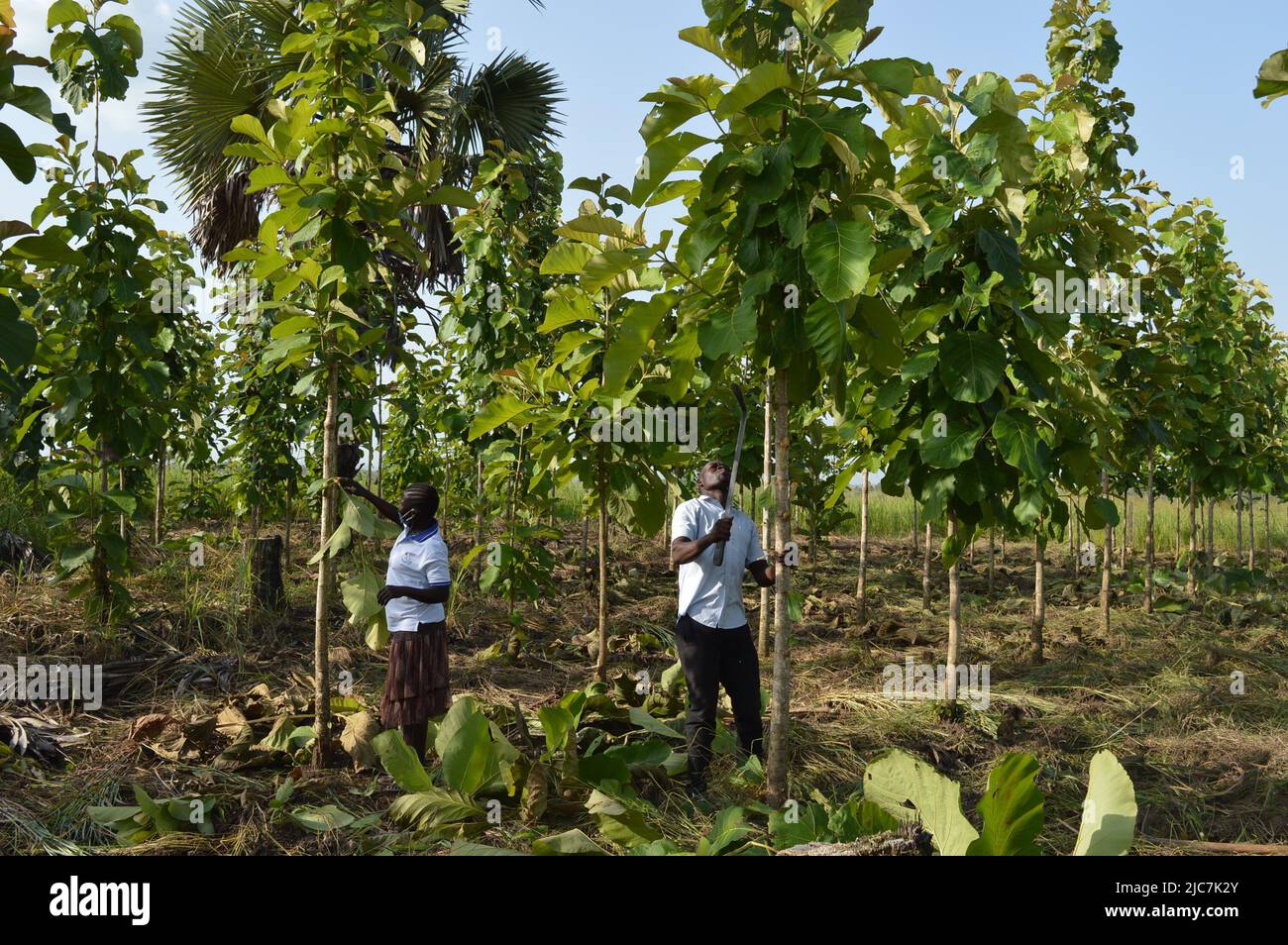 Tree Planting, Northern Uganda, Gulu District Stock Photo