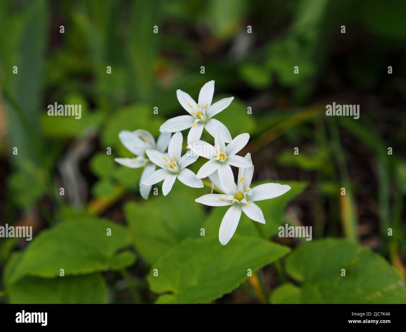 Wonderful white star shaped flower (Ornithogalum orthophyllum) in a garden in Ottawa, Ontario, Canada. Stock Photo