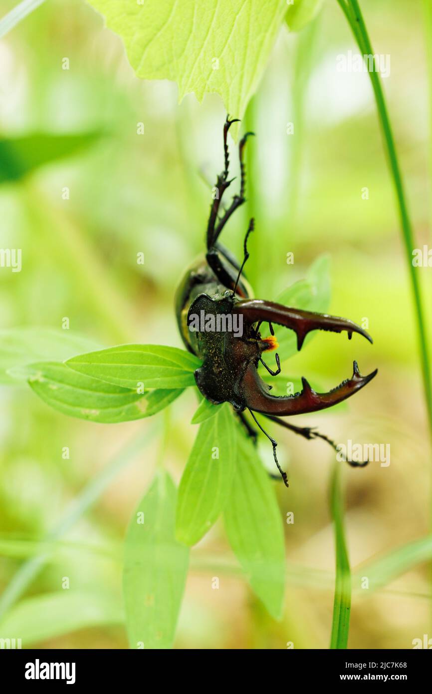 Close-up of rare largest species of european stag beetle lying on green leaf of plant in summer garden forest park.  Stock Photo