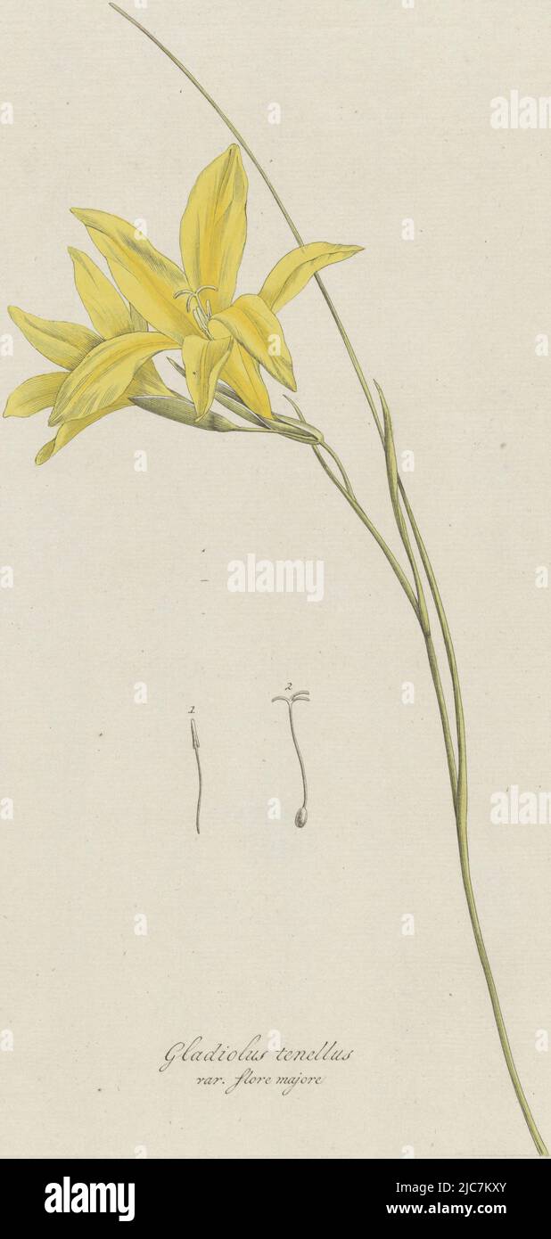 Sword lily (Gladiolus carinatus Aiton) Gladiolus tenellus var. flore majore , print maker: Hendrik Schwegman, Haarlem, 1793, paper, etching, engraving, h 295 mm × w 184 mm Stock Photo