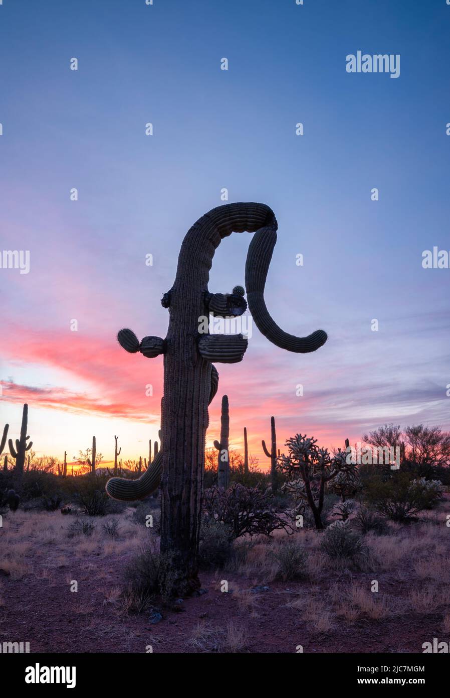 Silhouette of strangely shaped Saguaro cactus against sunset sky Stock ...
