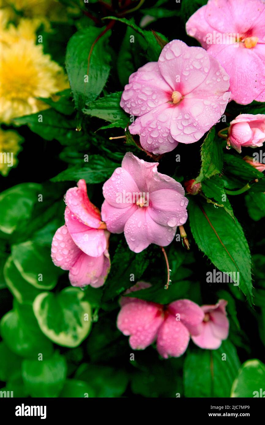 New Guinea Impatiens Stock Photo Alamy