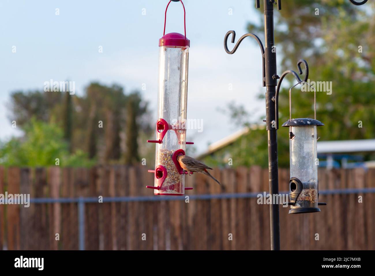 Red finch birds eating at a hanging bird feeder Stock Photo