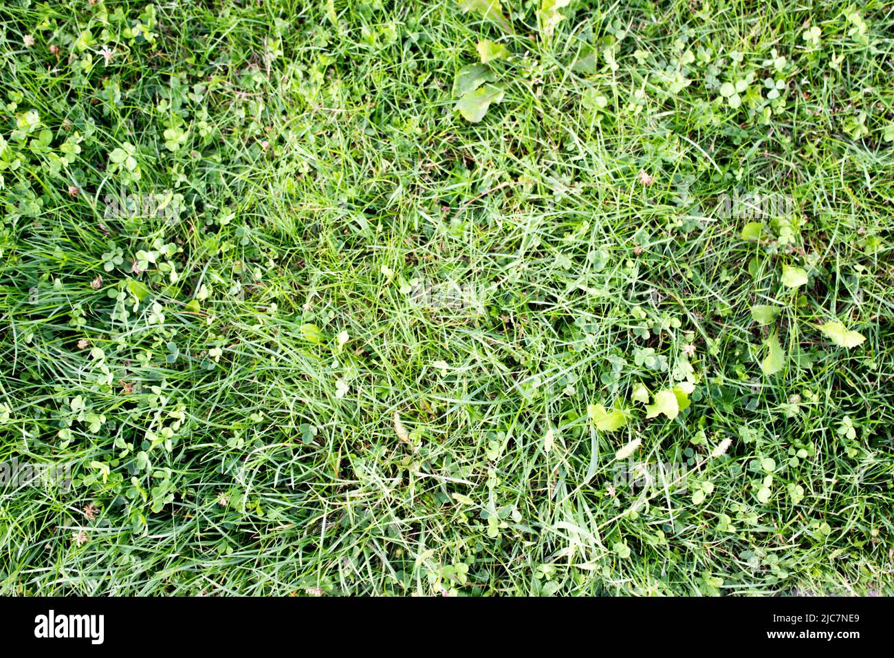 Green grass seamless texture. Seamless in only horizontal dimension Stock Photo