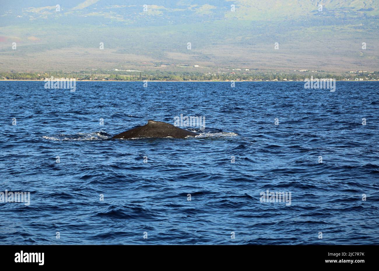 Humpback whale hawaii hi-res stock photography and images - Alamy