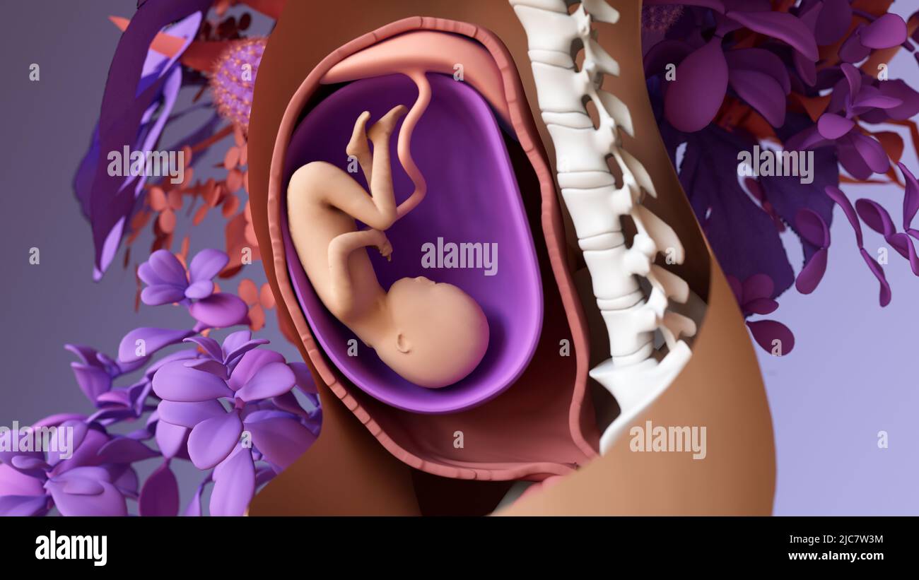 Foetus in the womb, illustration Stock Photo