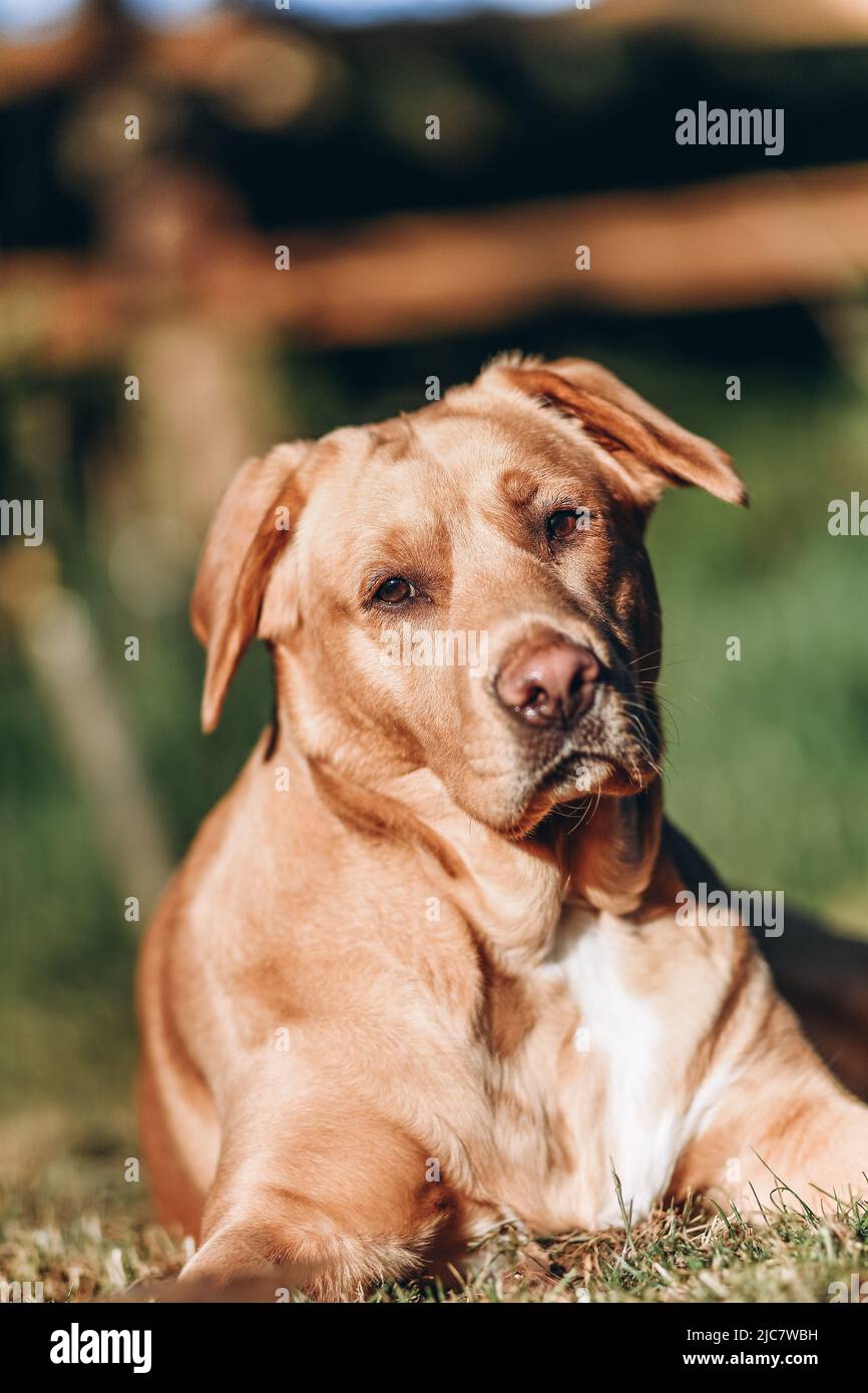 Portrait of a brown labrador pictured outdoors laying on the grass with a lovely creamy background. Stock Photo