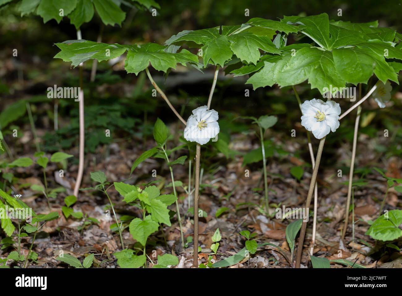 Bloom Mayapple (Podophyllum peltatum)  The native plants that grow in large colonies. These plants have an edible fruit and the Native Americans ha Stock Photo