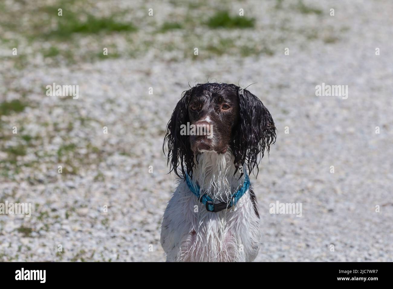 English springer spaniel retrieving  an artificial pheasant Stock Photo