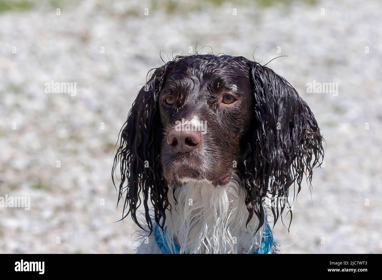 English springer spaniel retrieving  an artificial pheasant Stock Photo