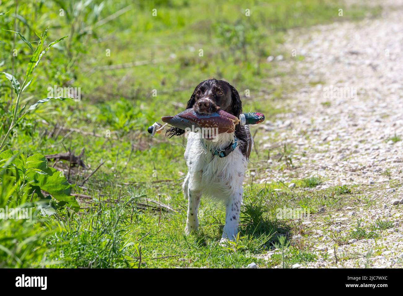 English springer spaniel retrieving  an artificial pheasant Stock Photo