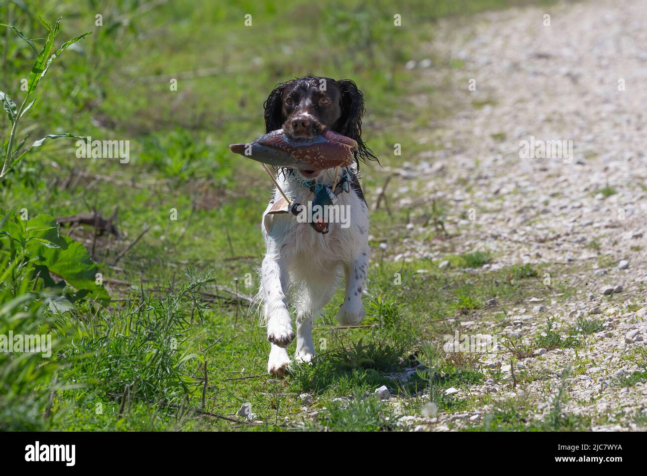 English springer spaniel retrieving  an artificial pheasant Stock Photo