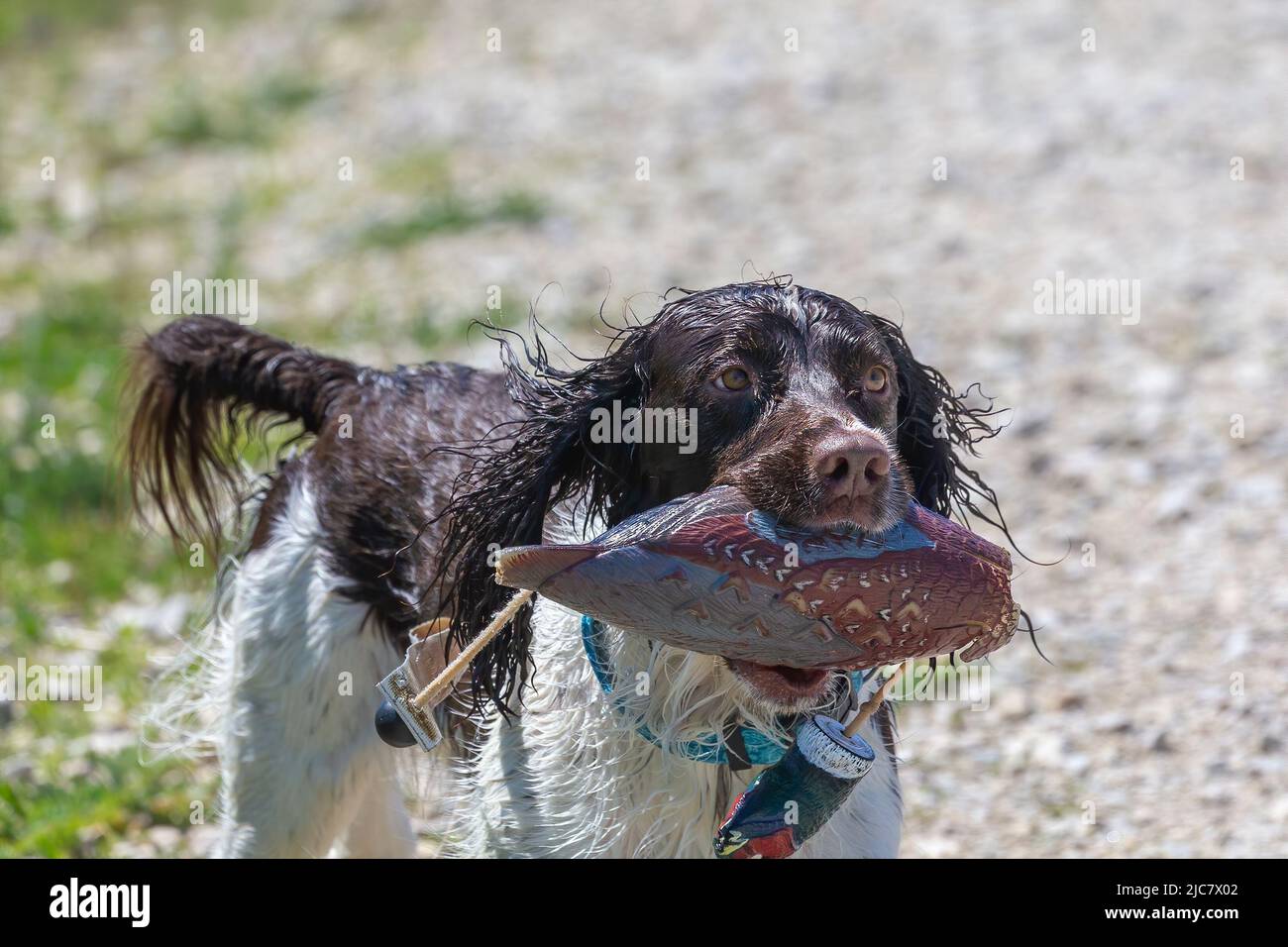 English springer spaniel retrieving  an artificial pheasant Stock Photo