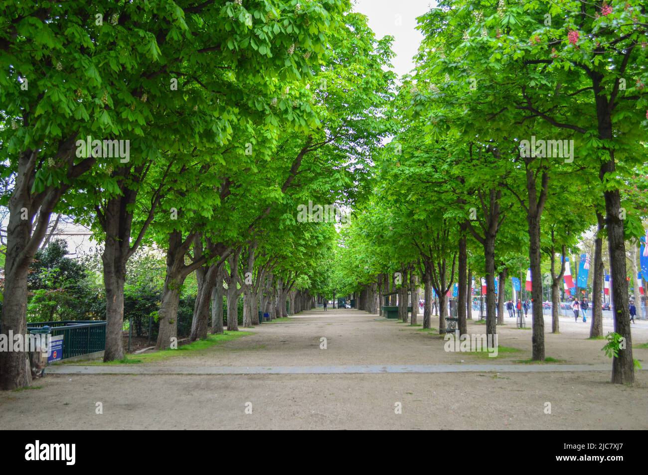 street with tunnel of trees Stock Photo