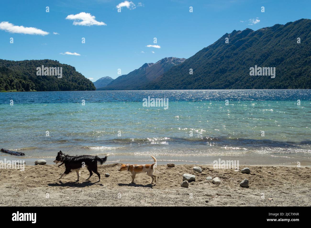 dogs on a beach in Patagonia Stock Photo
