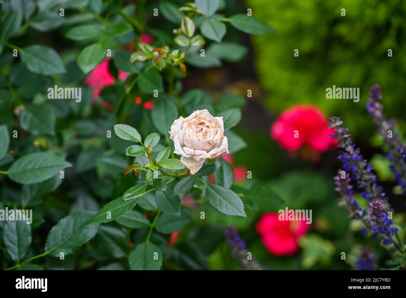 White Rose Flowers blooming in Garden Stock Photo Alamy
