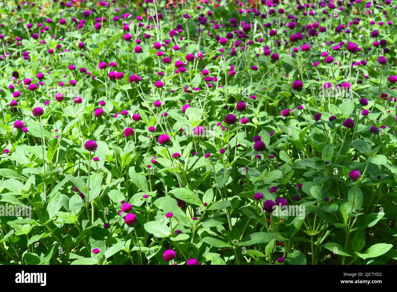 Gomphrena globosa, commonly known as globe amaranth growing in Vietnam Stock Photo