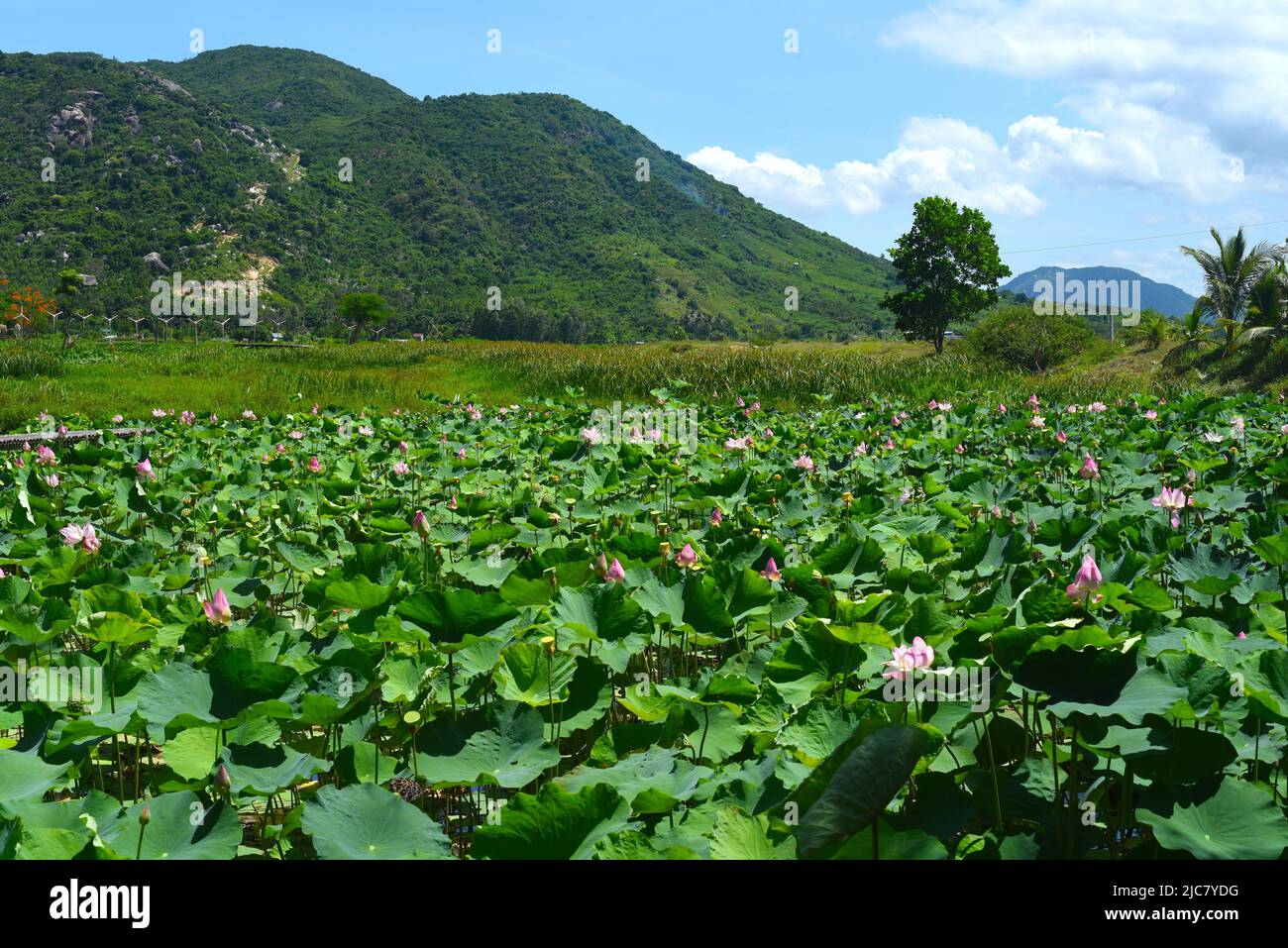 Lotus lake on a sunny day in Vietnam Stock Photo