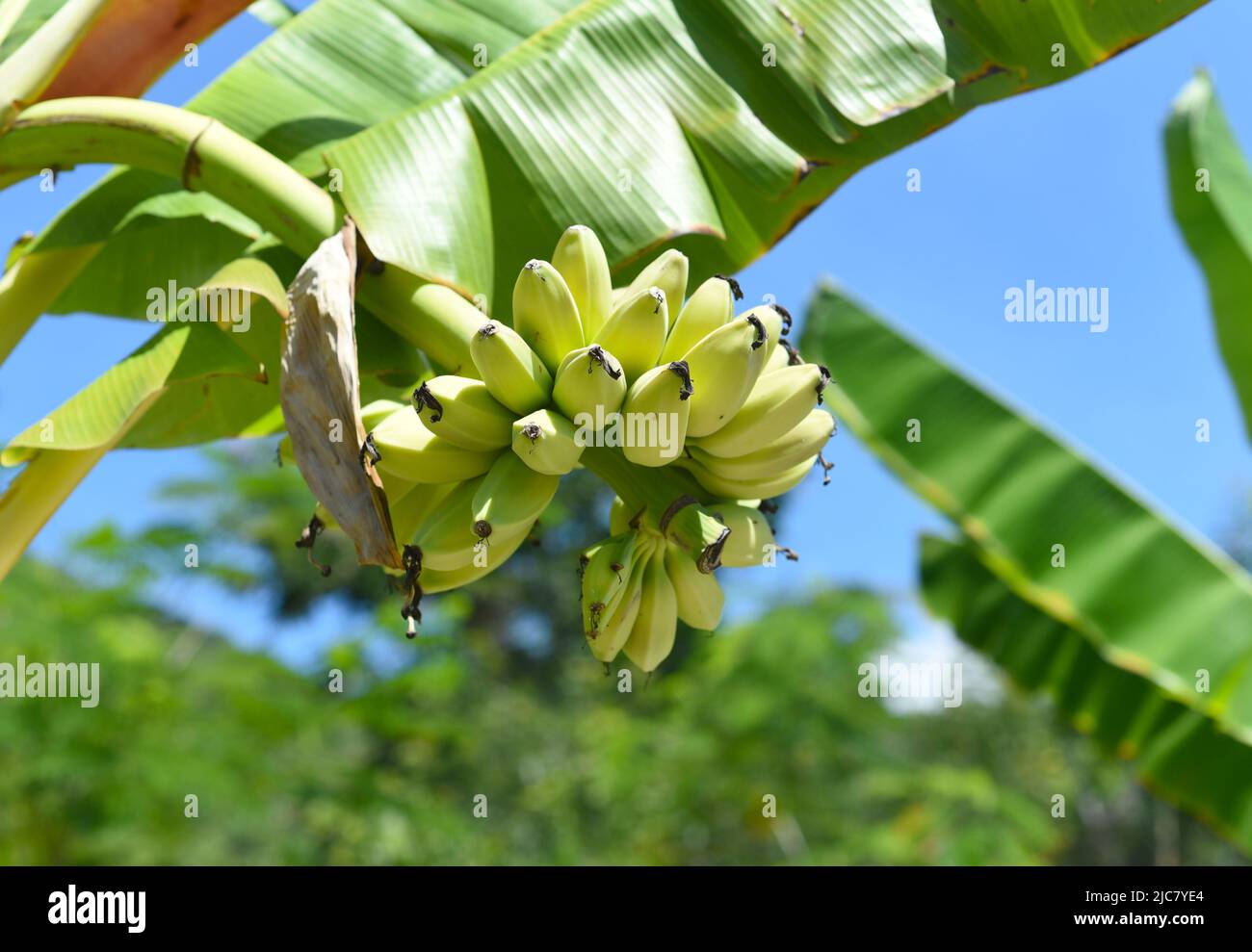 Ripe bananas growing in Vietnam Stock Photo Alamy