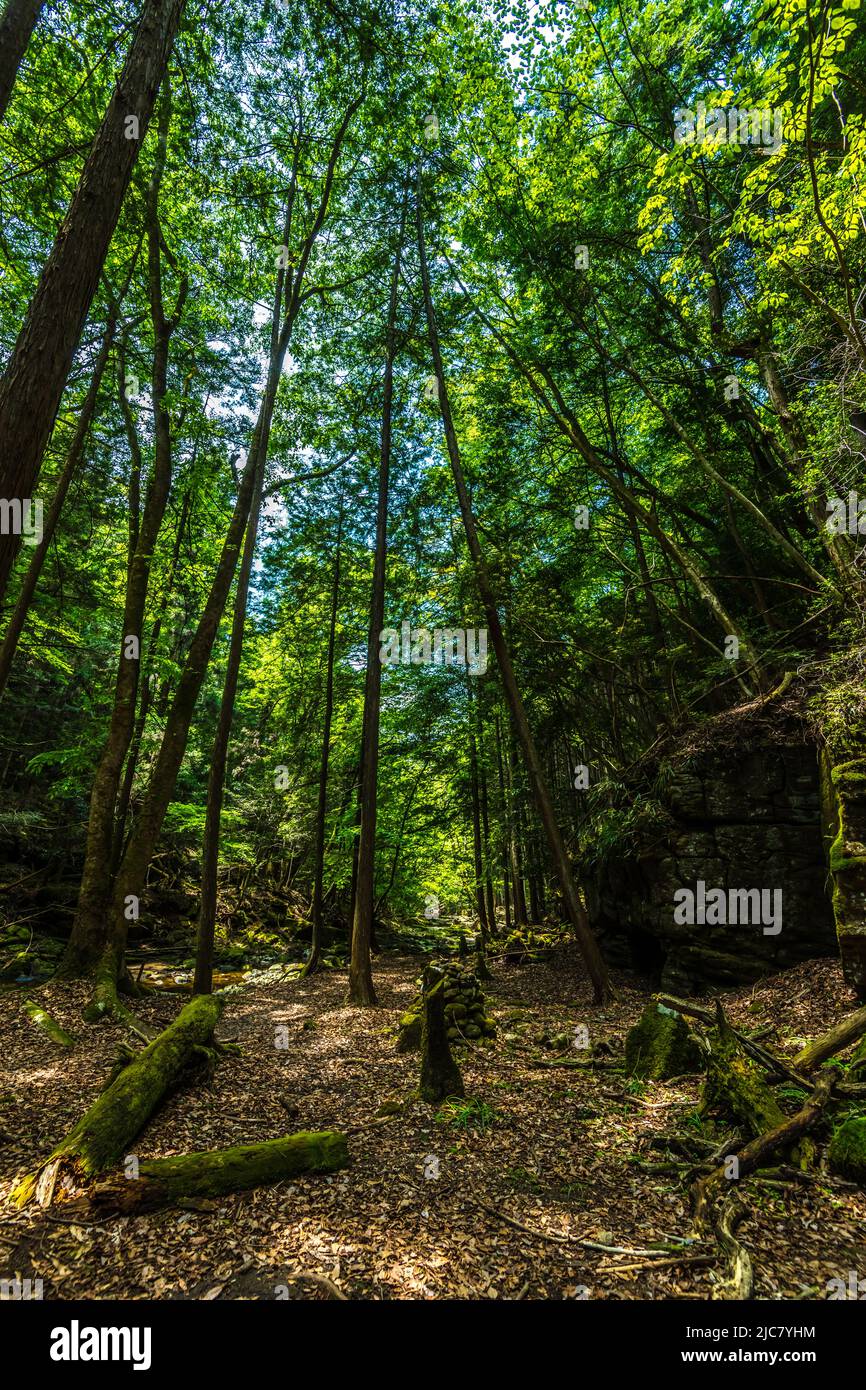 Deep green mossy forest hi-res stock photography and images - Alamy