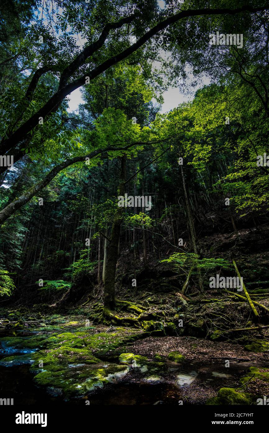 Mossy forest path sunlight hi-res stock photography and images - Alamy