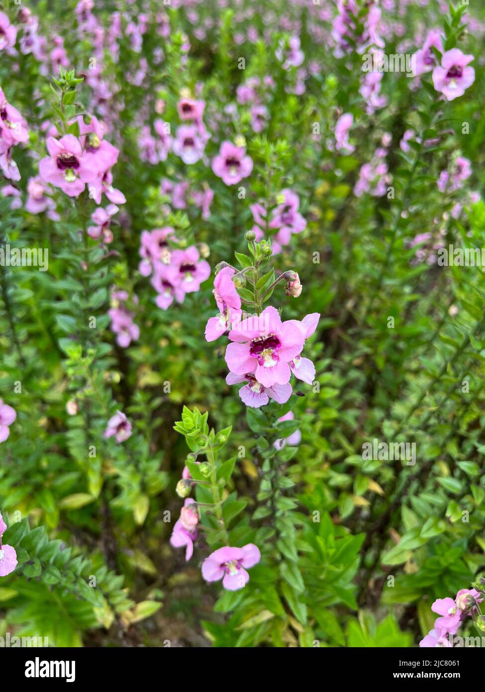 Beautiful purple flower meadow, flower field in the garden, plant with ...