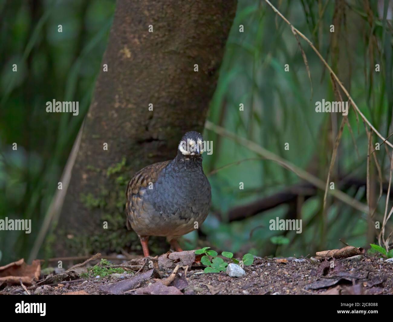 Single or group Malayan Partridges feeding on ground Stock Photo Alamy
