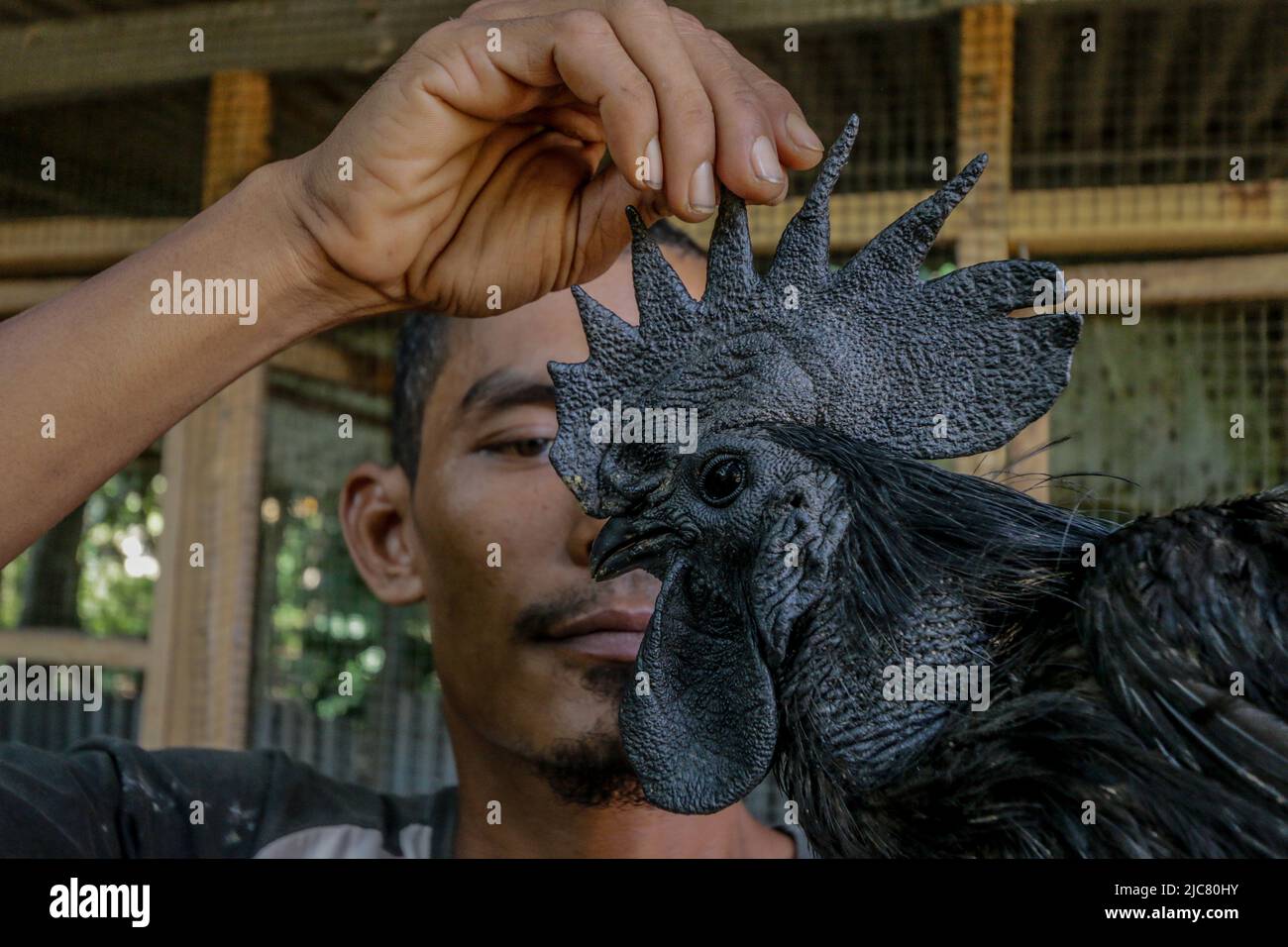 A farmer raises Bred The Rare Cemani Chicken at the Cileungsi farm, Bogor, Indonesia, 7 June 2022 Stock Photo