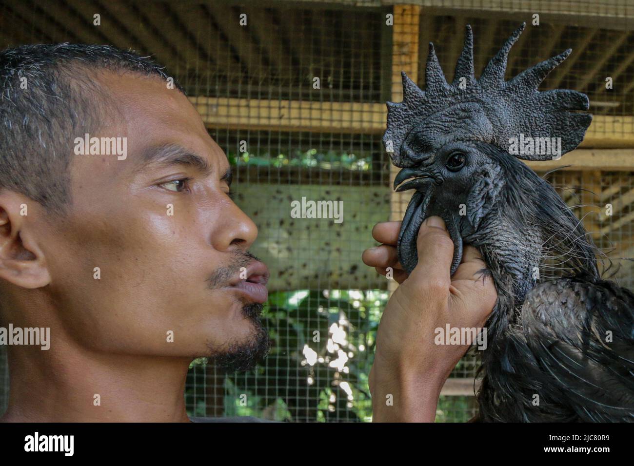 A farmer raises Bred The Rare Cemani Chicken at the Cileungsi farm, Bogor, Indonesia, 7 June 2022 Stock Photo