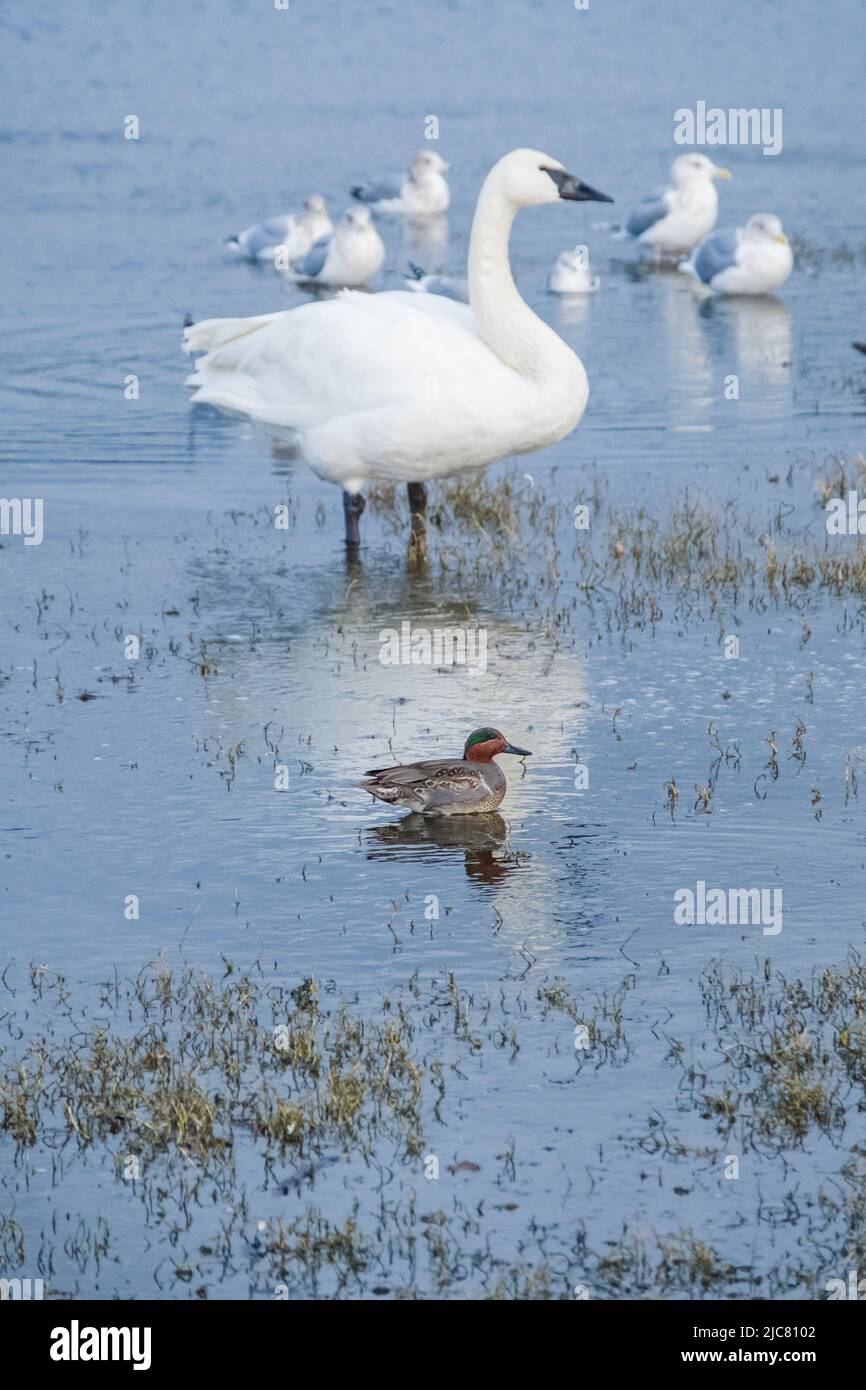 Trumpeter swan and Green-winged teal in a lagoon Stock Photo