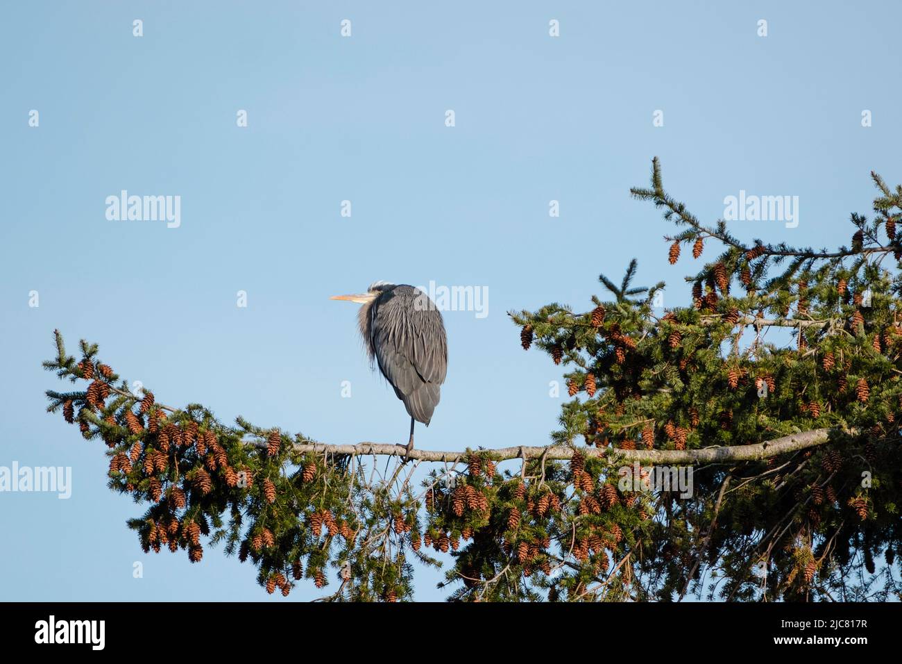 Great blue heron in tree Stock Photo