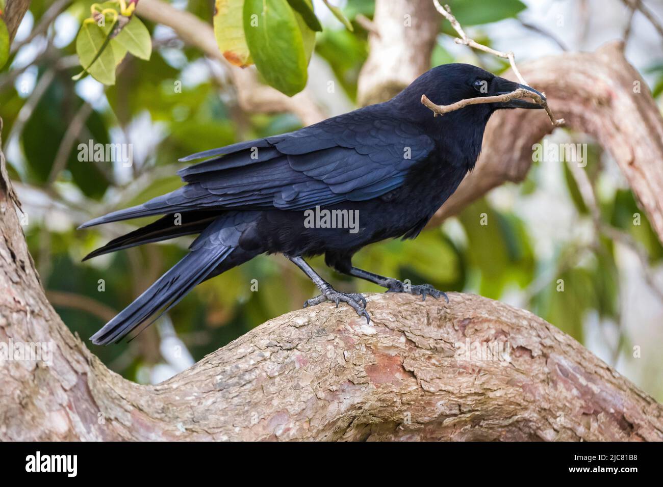 Crow using tool Stock Photo