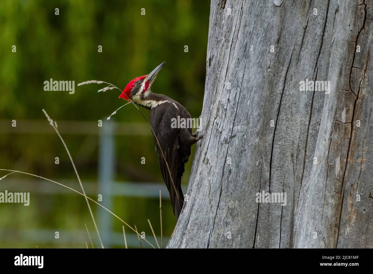 Woodpecker feet hires stock photography and images Alamy