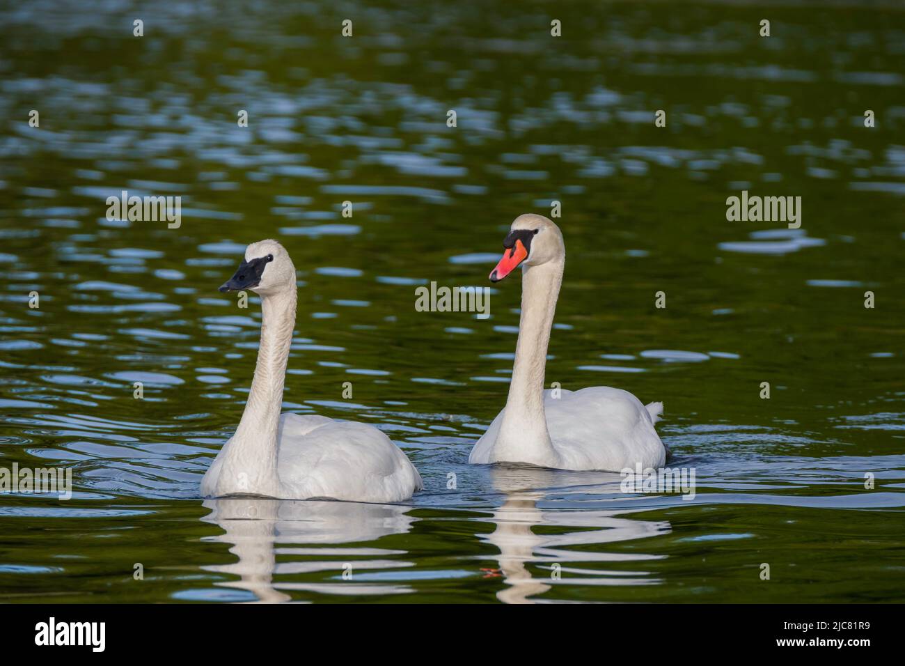 Mute and trumpeter swan Stock Photo Alamy