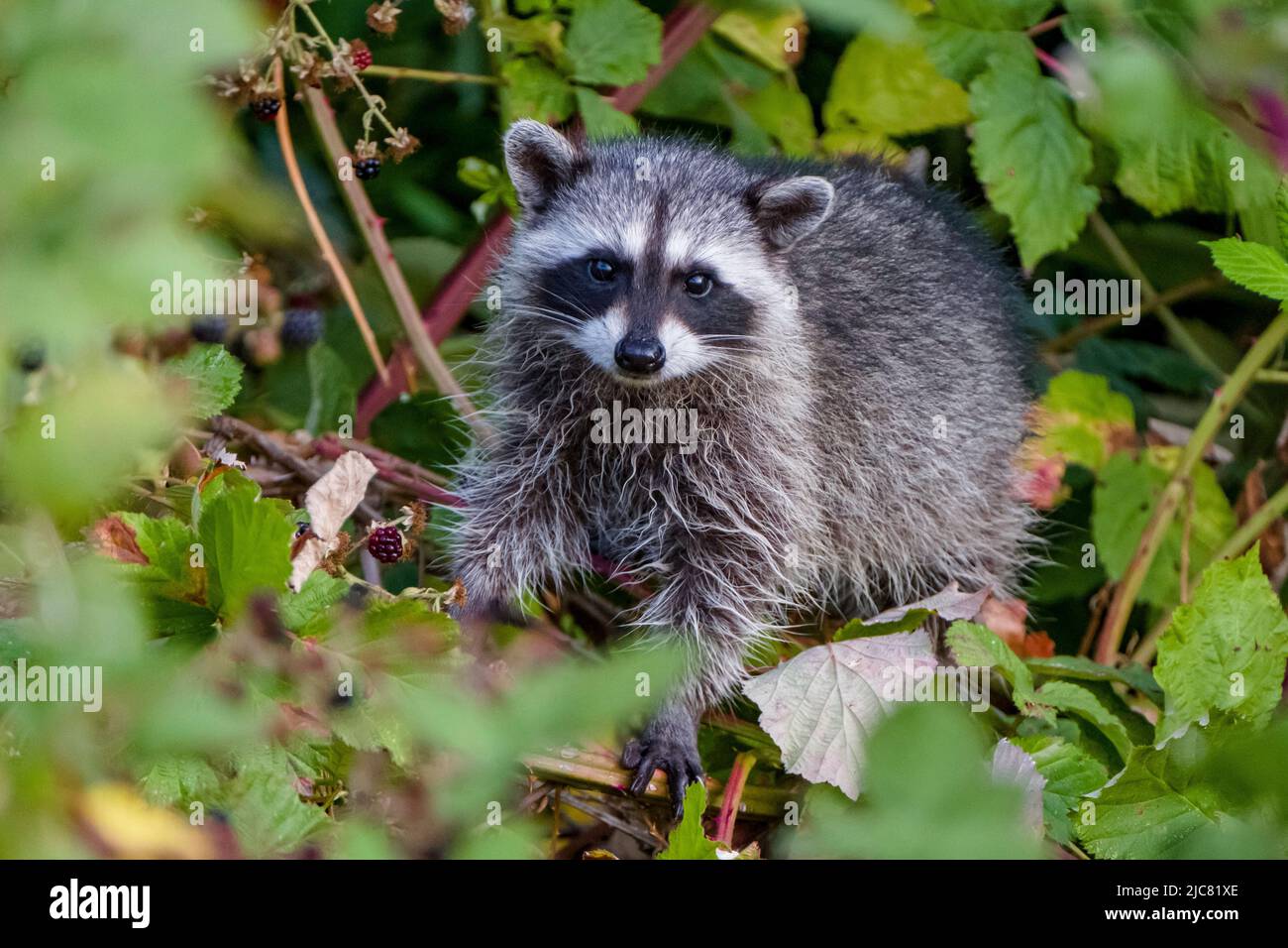 Raccoon Stock Photo