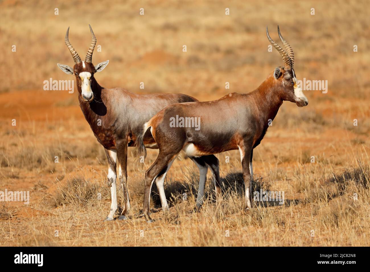 Blesbok antelopes (Damaliscus pygargus) in natural habitat, Mountain Zebra National Park, South Africa Stock Photo