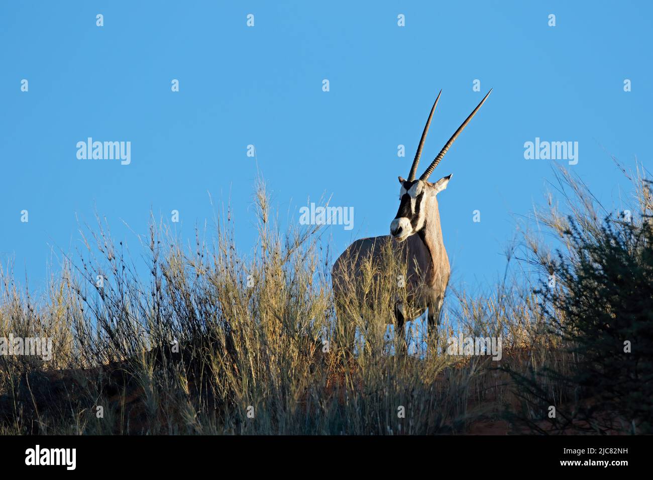 A gemsbok antelope (Oryx gazella) in natural habitat, Kalahari desert, South Africa Stock Photo