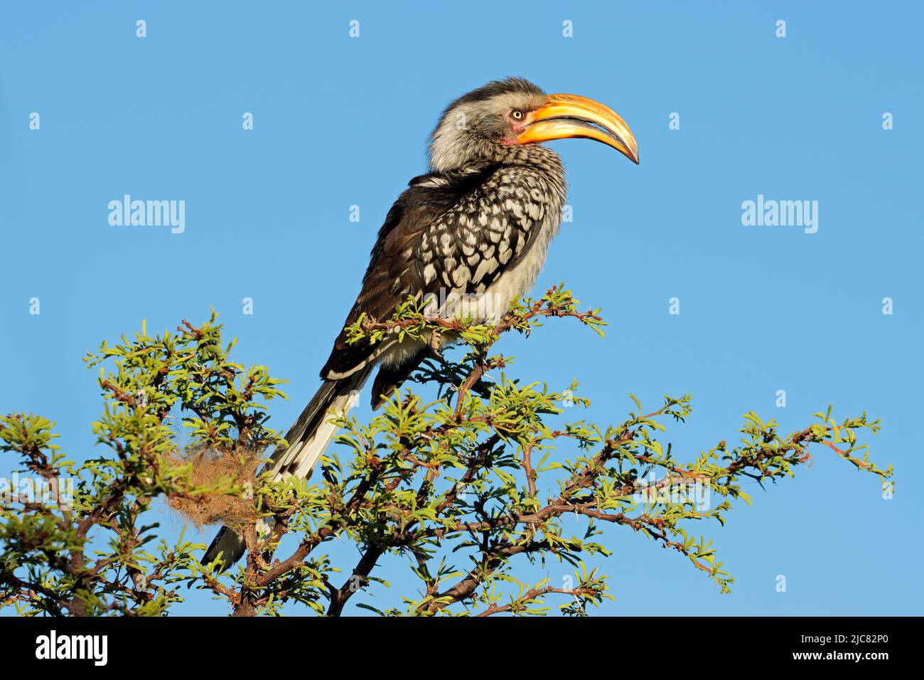 A yellow-billed hornbill (Tockus flavirostris) perched in a tree, South Africa Stock Photo