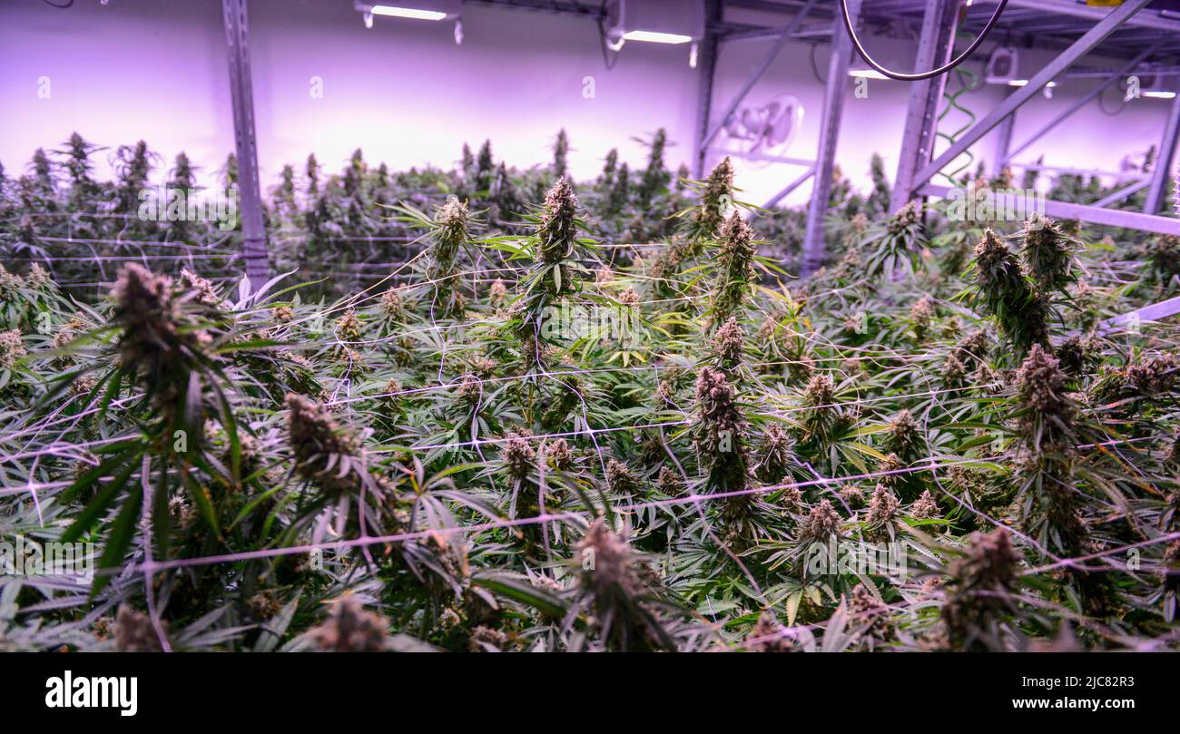 Commercial legal Cannabis Grow under artificial light Stock Photo Alamy