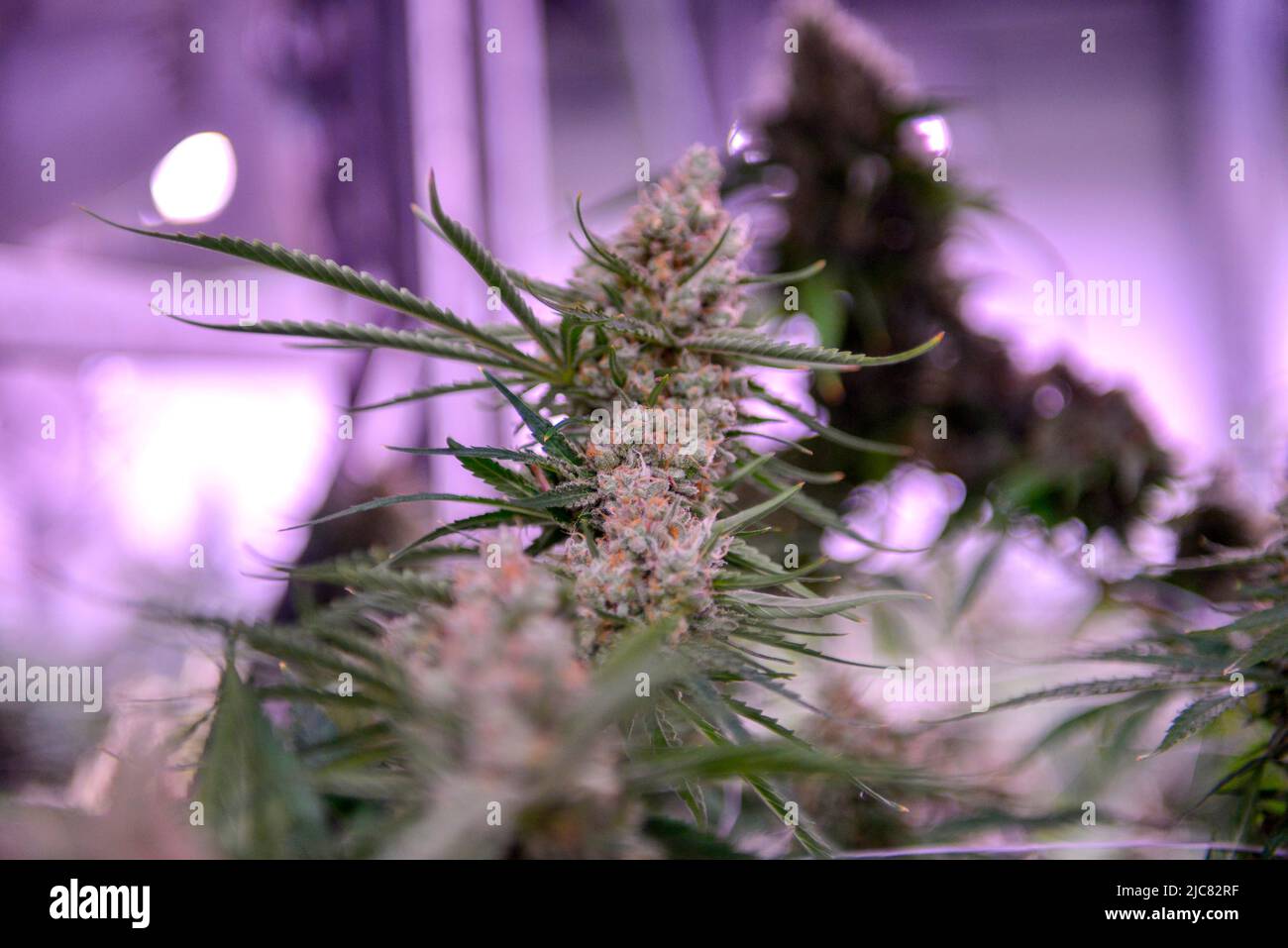 Commercial legal Cannabis Grow under artificial light Stock Photo Alamy