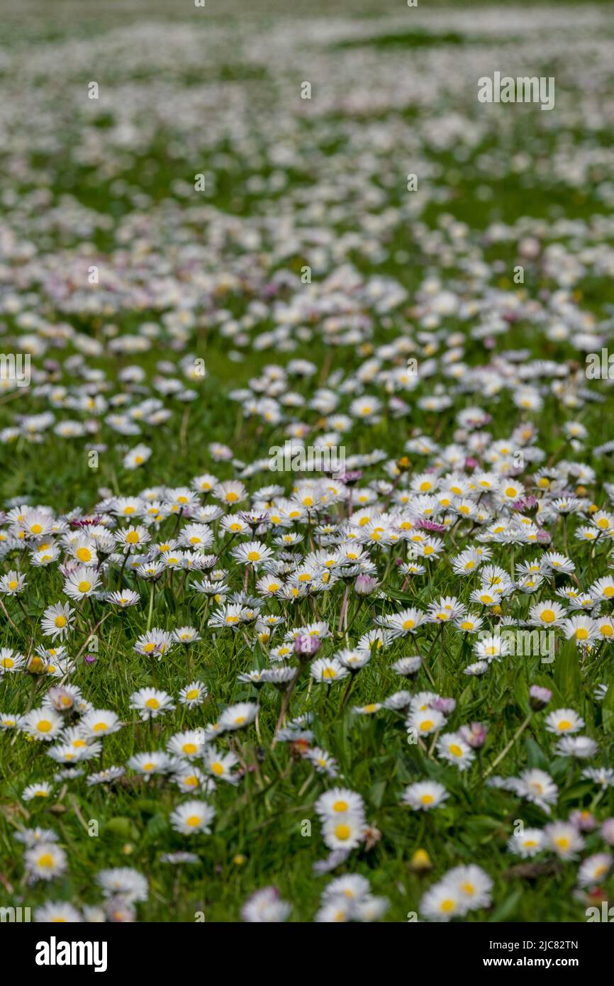 English daisy field Stock Photo Alamy